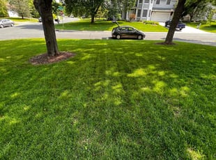Brian S.'s turf maintenance service result