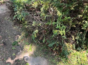 Riley G.'s Bush Trimming service result