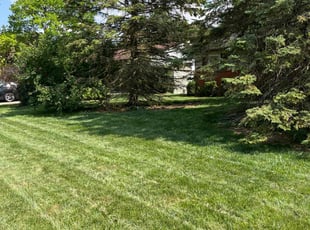 Demosthenes C.'s lawn service service result