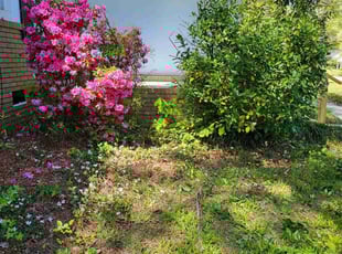 Valerie R.'s Bush Trimming service result