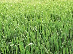 Brian H.'s lawn care service result