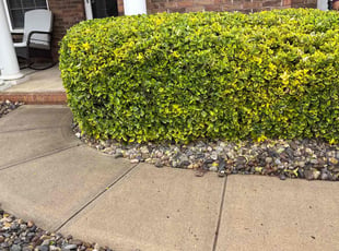 Ana L.'s Bush Trimming service result