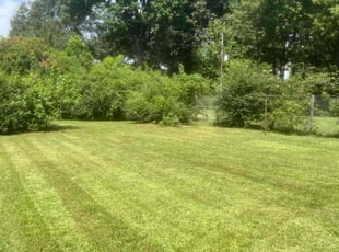 Lindsey M.'s lawn care service result