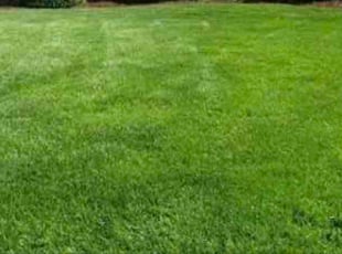 Paul P.'s grass maintenance service result