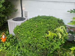 Paul N.'s Bush Trimming service result