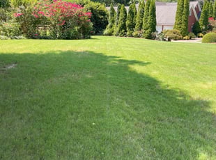 Scarlene A.'s lawn care service result
