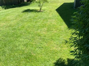 Diane T.'s lawn maintenance service result