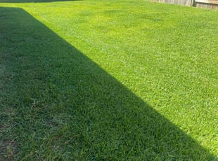 Rose D.'s lawn care service result