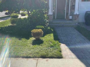 Thomas D.'s lawn care services service result