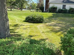 Loreta K.'s grass maintenance service result