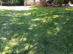 Christine E.'s Long Grass Cleanup service result
