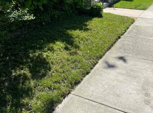 Irene S.'s grass maintenance service result