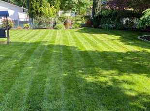 Kevin F.'s grass maintenance service result