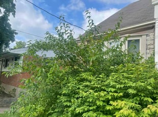 Becky H.'s Bush Trimming service result
