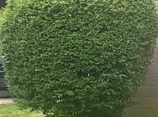 Garrick H.'s Bush Trimming service result