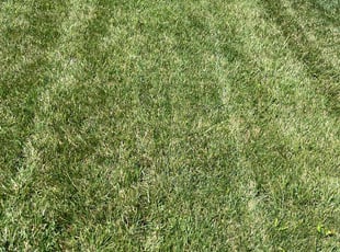 Rick R.'s lawn service service result