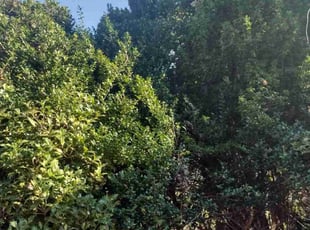 Edaward&Sharron P.'s Bush Trimming service result