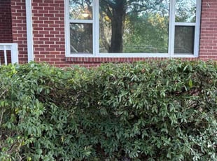 Tia F.'s Bush Trimming service result