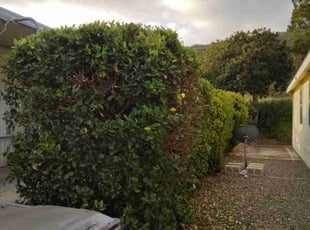 Michael K.'s Bush Trimming service result