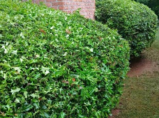 Aydejia P.'s Bush Trimming service result