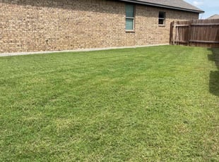 Saad M.'s turf care service result