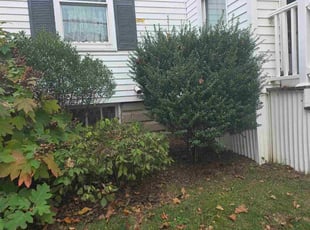 Jesse B.'s Bush Trimming service result