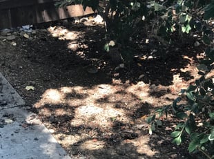 Kelly T.'s Bush Trimming service result