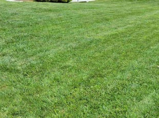 Justin J.'s lawn maintenance service result