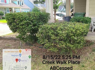 Karen B.'s Bush Trimming service result
