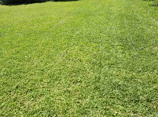 Donna H.'s grass cutting service result