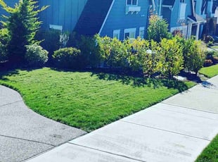 Sandeep B.'s lawn care service result