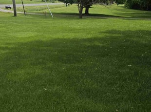 Sherquita R.'s grass cutting service result