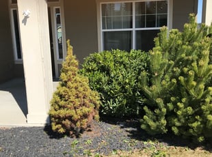 Karen D.'s Bush Trimming service result