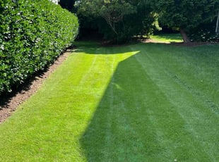 Mike B.'s lawn service service result