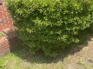 Maria G.'s Bush Trimming service result