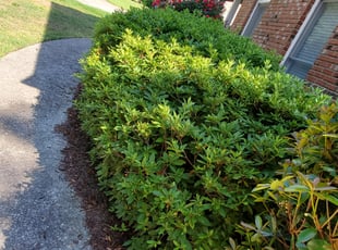 Kam C.'s Bush Trimming service result