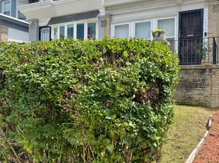 Kevin K.'s Bush Trimming service result