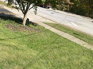 Katherine P.'s turf care service result