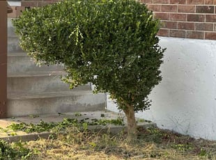 Nehemiah H.'s Bush Trimming service result