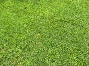 Josh T.'s turf care service result