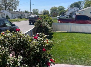 Alice H.'s Bush Trimming service result