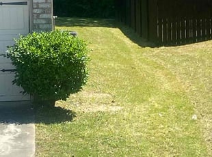 Calya S.'s lawn maintenance service result