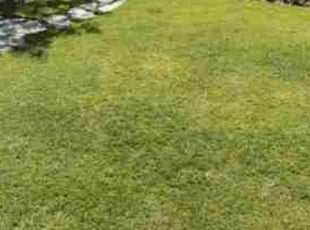 Sheryl A.'s lawn care service result
