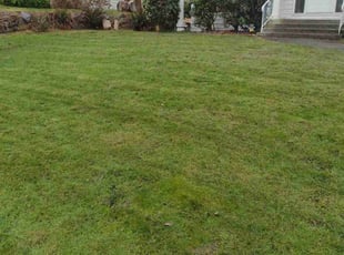 Kyna G.'s grass maintenance service result