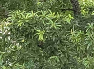 Susie H.'s Bush Trimming service result