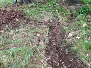 Robert D.'s Leaf Removal service result