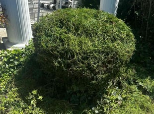 Jean S.'s Bush Trimming service result