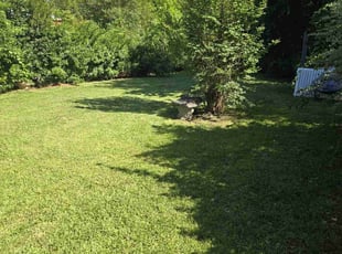 Tonya P.'s turf care service result