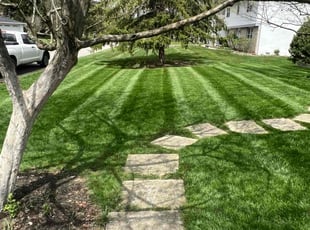 Nick C.'s grass cutting service result