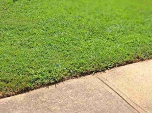 Claudio B.'s lawn maintenance service result